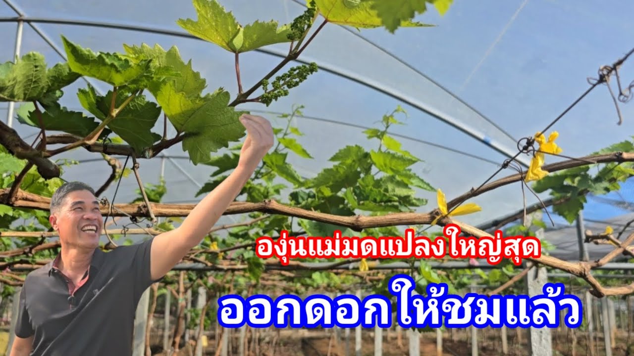 รอคอยมานาน!! วันนี้ได้คำตอบ องุ่นสายพันธุ์ราคาสูง ไร่องุ่นเจริญทรัพย์ วังน้ำเขียว 