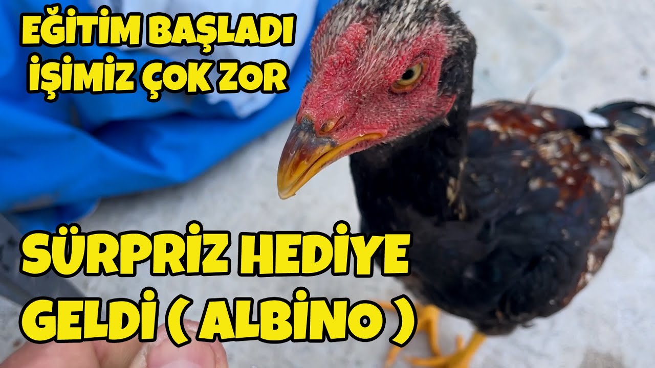 Beyaz keklik hediyesi / Hint Boyka derse başladı / Müzik kursu başlıyor Paco De Lucia gibi olacağım.