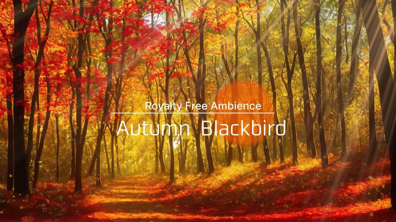 Autumn Blackbird | Forrest Ambience for Creators