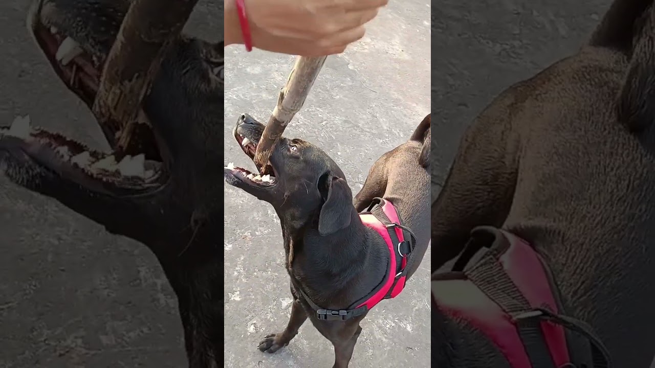 Happily moment Duke #viral#viral#duke#shorts#🥰🥰🥰