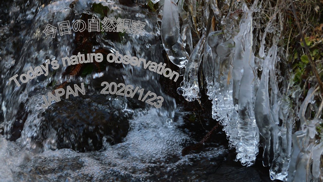 今日の自然観察　Today's nature observation　JAPAN  2026/1/23