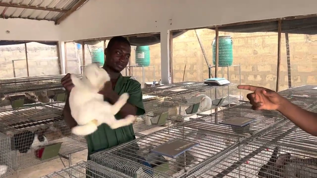 Rentabilité d’une ferme cunicole  de 50 reproductrice 🐇exemple pratique à JOY FARM🥰