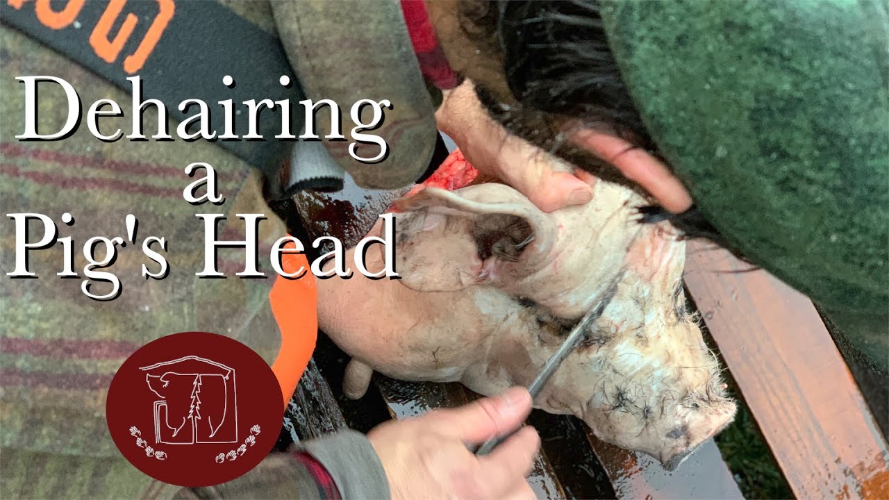 De-Hairing a Pig's Head