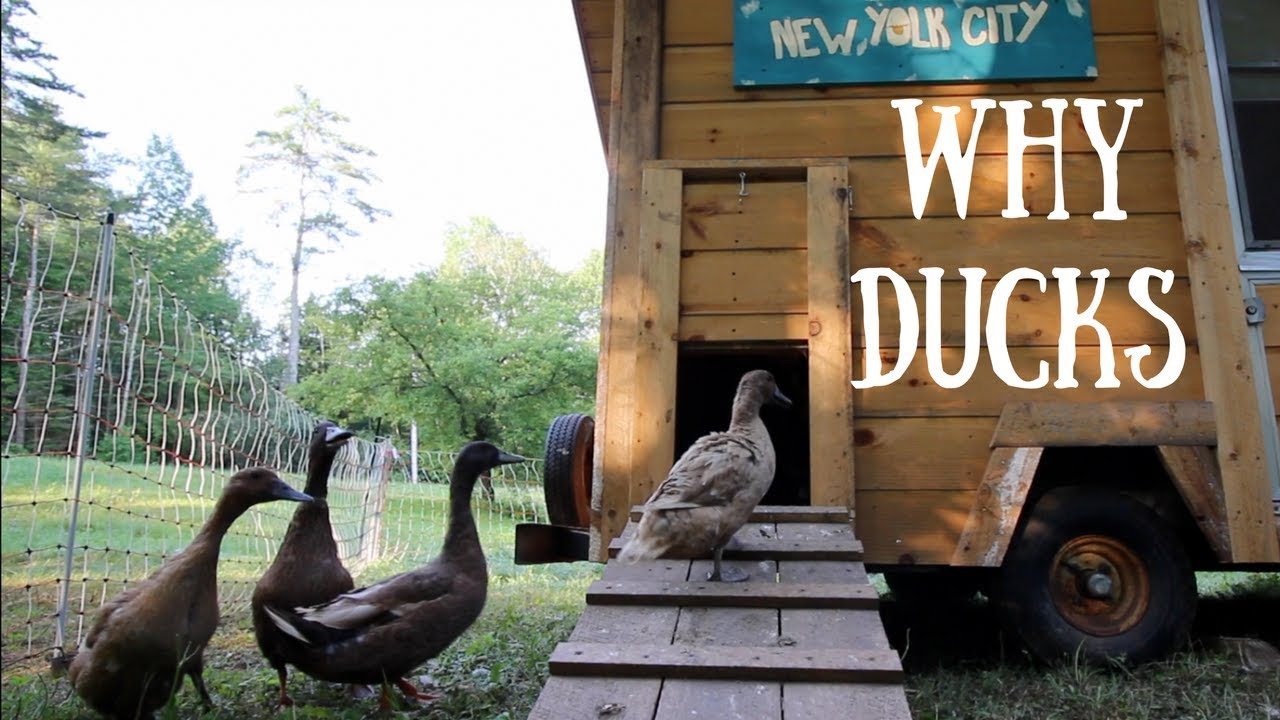 Raising Ducks The Bakers Best Kept Secret! Shhh....