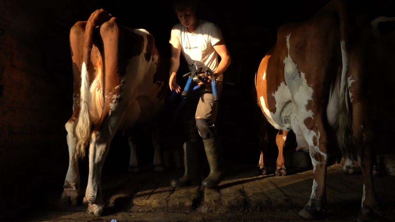 a day on a Norwegian mountain farm