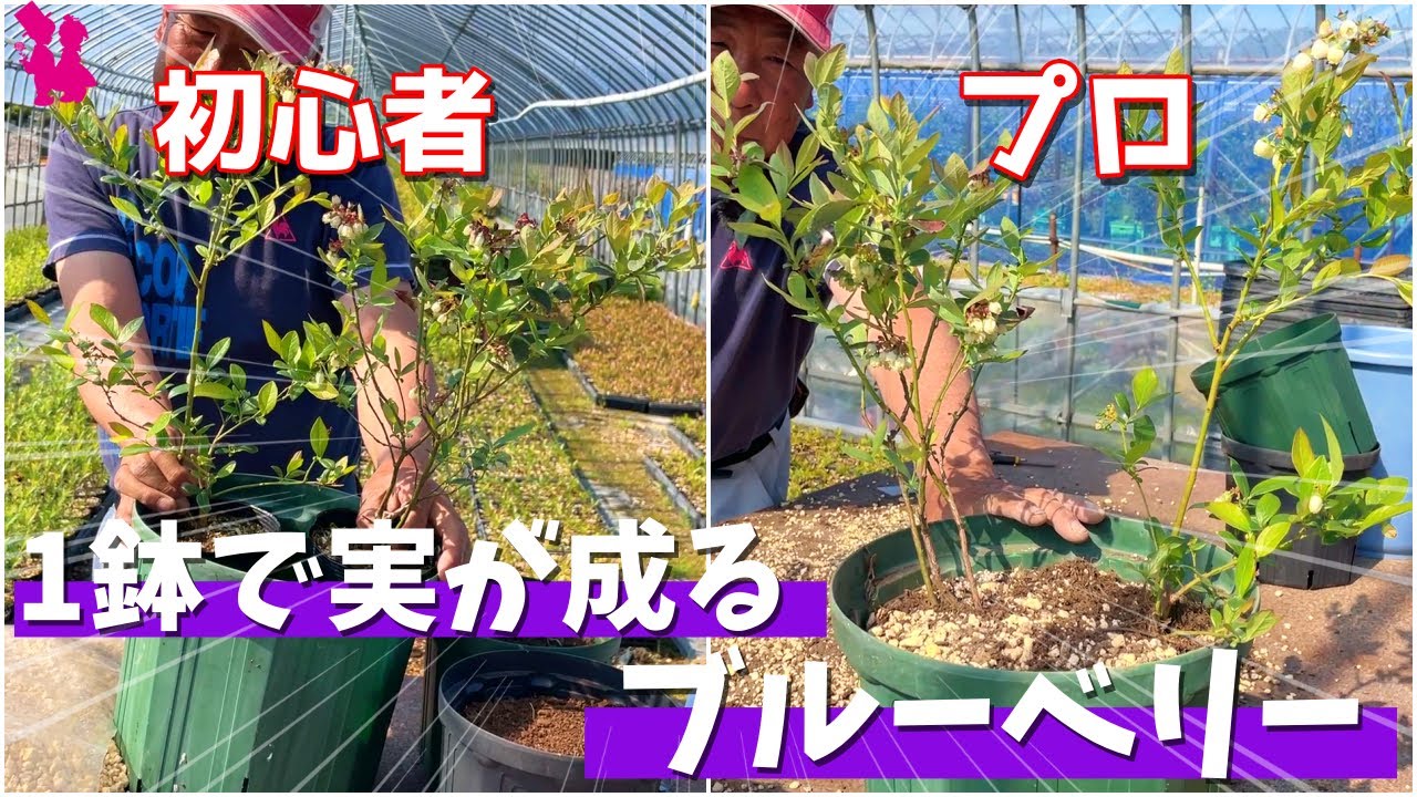 【目からウロコ】プロに聞いたブルーベリーを1鉢で実を成らせる植え替え