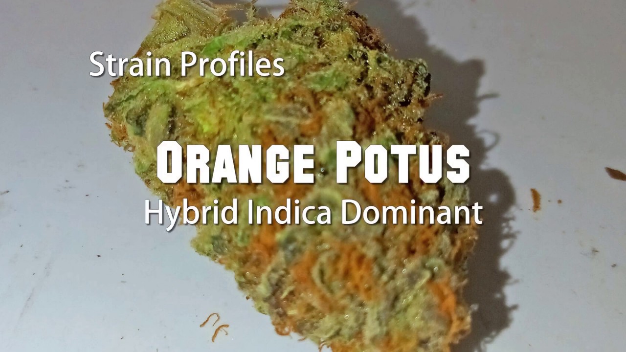 Orange Potus