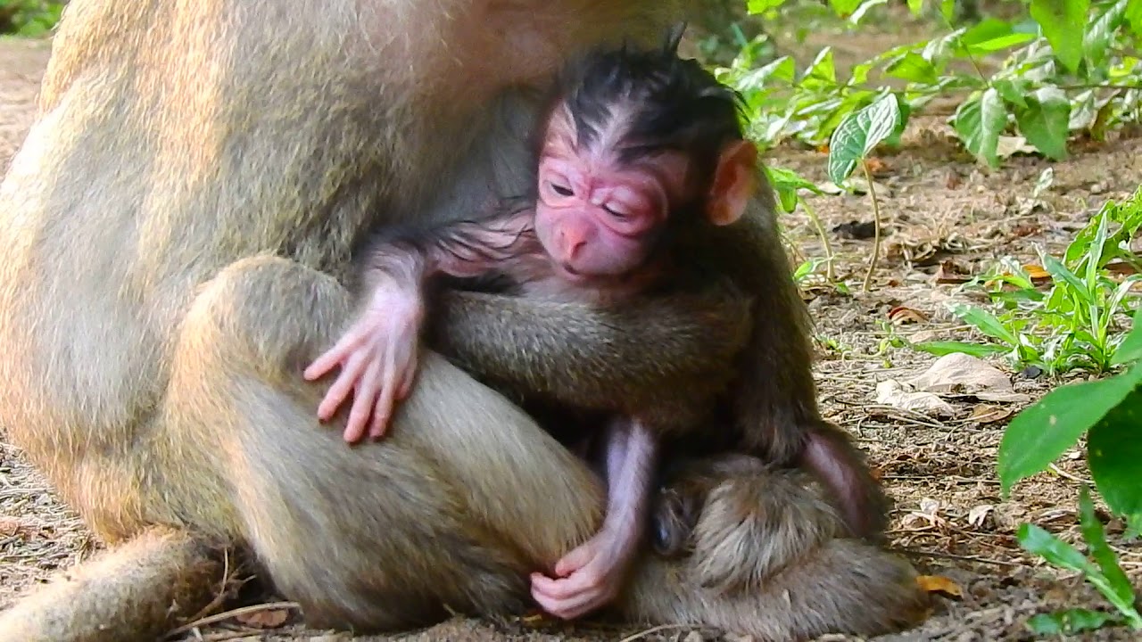 Congrats! Monkey Fauna Just Delivered a Newborn 1h Ago( girl). Newborn So Cute. We Will Name Later.