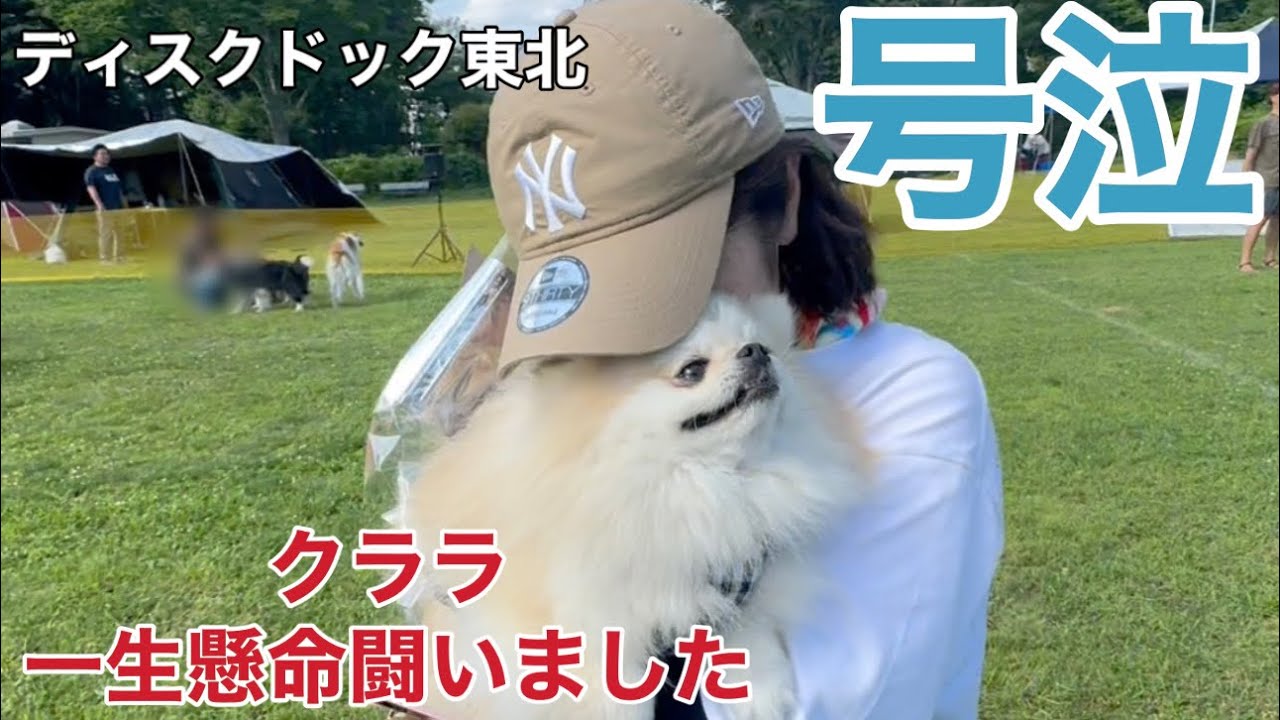 【感動】小さなポメラニアンが一生懸命頑張った姿に涙が止まりませんでした