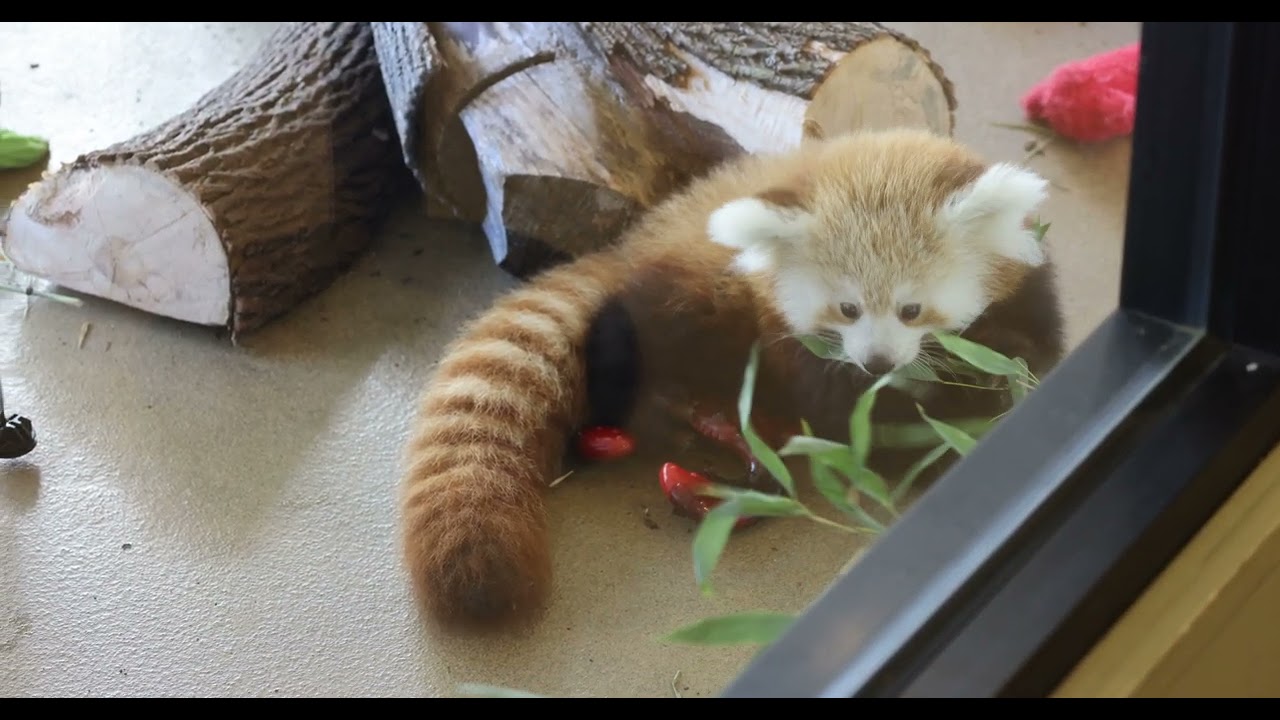 Baby Red Panda and the Journey of a Life Time