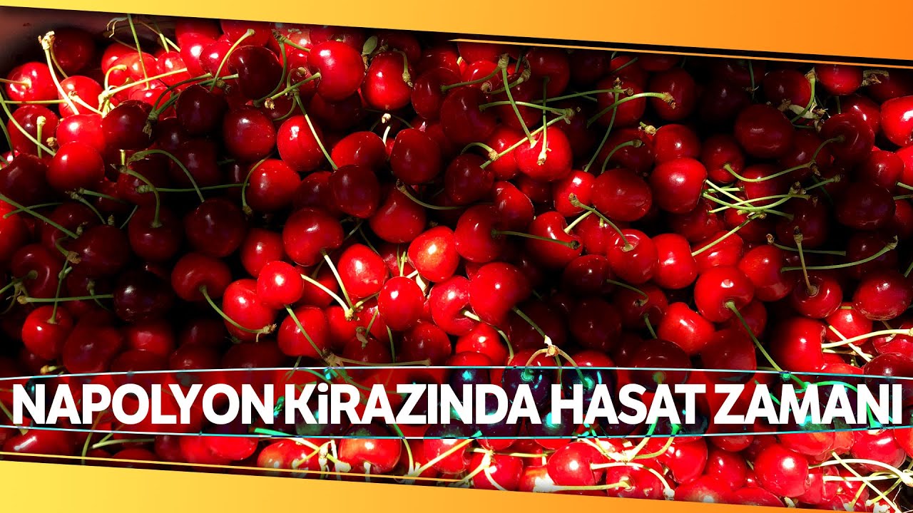 Doğu Anadolu’nun Çukurova’sında Kiraz Hasadı Başladı