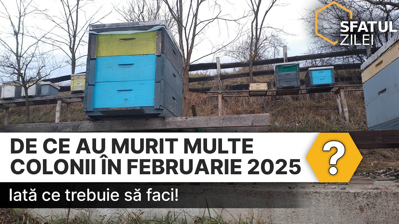 De ce au murit multe colonii în februarie 2025? Iată ce trebuie să faci!