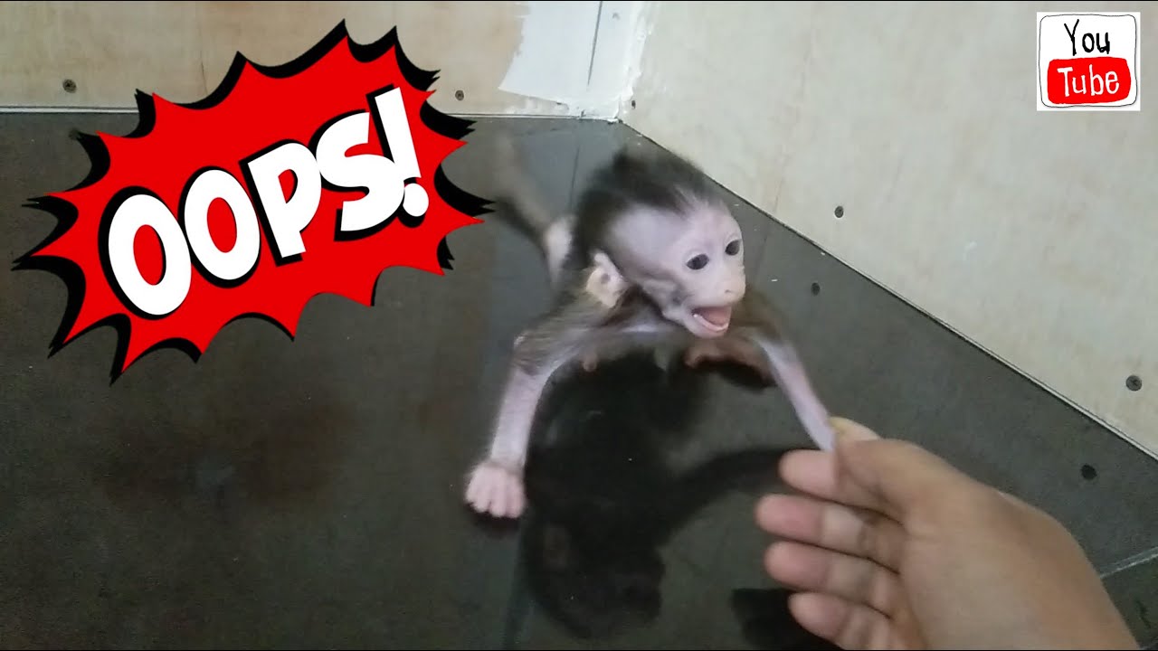 BABY MONKEY POPO SHOUTING AND CRYING DOESN'T WANT TO BE LEFT SPEAKER | MONPAI ANIMALS CUTE MONKEYS