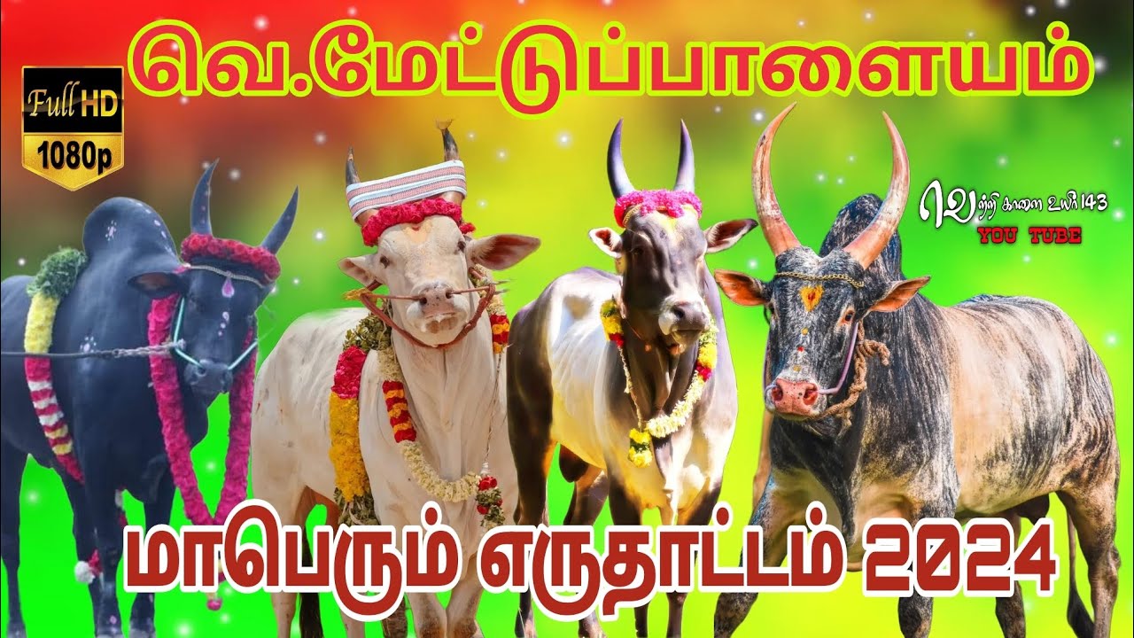 #மேட்டுப்பாளையம் #அனல்#பறக்கும்  I#மாஸ்#எருதாட்டம்|#2024 #jallikattu#trending#viral#bull#cow#trend
