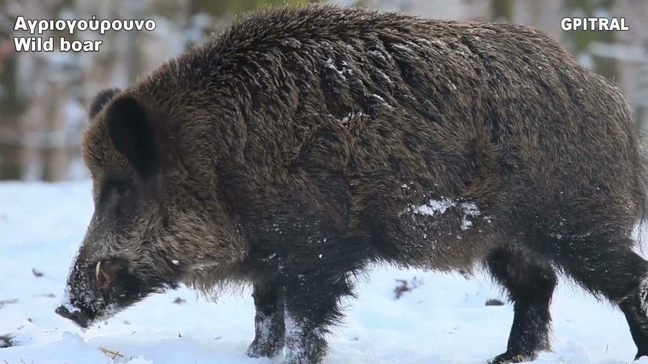 Αγριογούρουνο Wild boar mammal bird insect fish ζώα ζωολογία