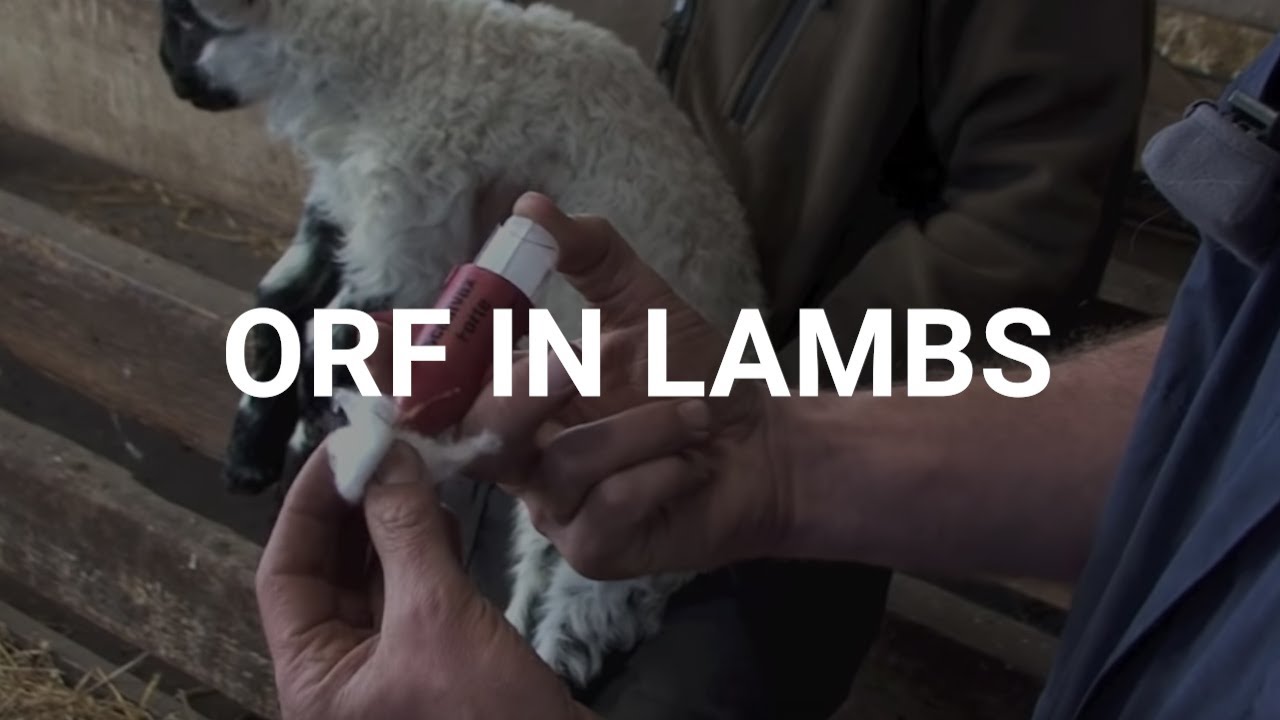 Orf in lambs