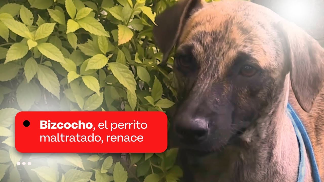 #TuLadoAnimal | Bizcocho tiene un nuevo hogar: así renace el perrito que conmovió a Colombia