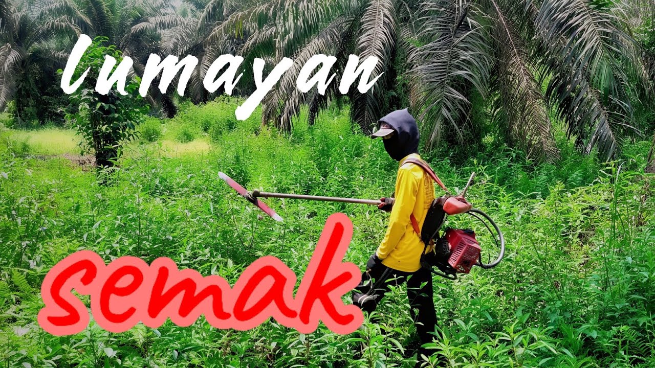 Babat lokasi rawa #brushcutter #lawnmowingbusiness #automobile #haveitoldyoulatelythatiloveyou 