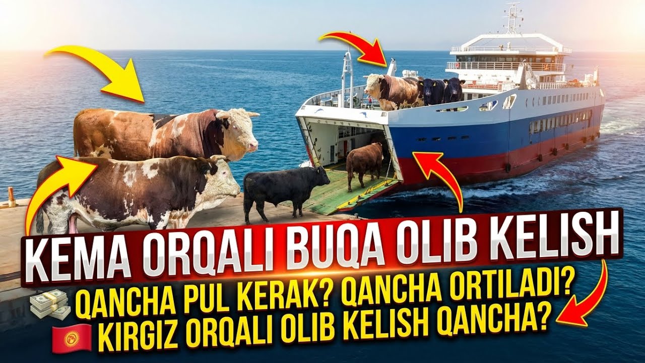 KEMA ORQALI BUQA OLIB KETISH,0/100 TUSHUNIB OLASIZ,KIRGIZ ORQALI BUQA OLIB KIRISH QANCHAGA TUSHADI?