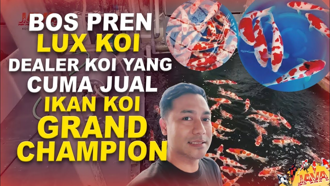 GREBEK BOS PREN LUX KOI, DEALERNYA PARA GRAND CHAMPION
