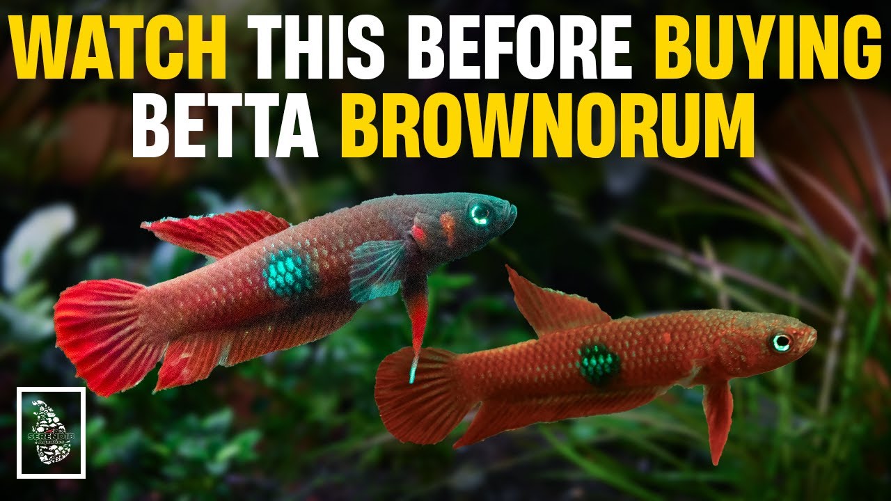 Разведение и уход за мальками Betta Brownorum стали невероятно простыми!