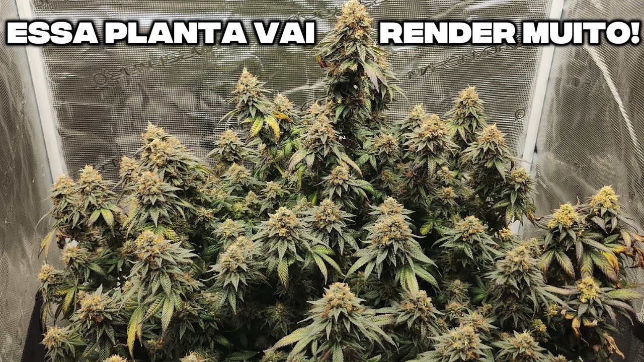 &Uacute;LTIMOS dias de Flora&ccedil;&atilde;o da Cannabis