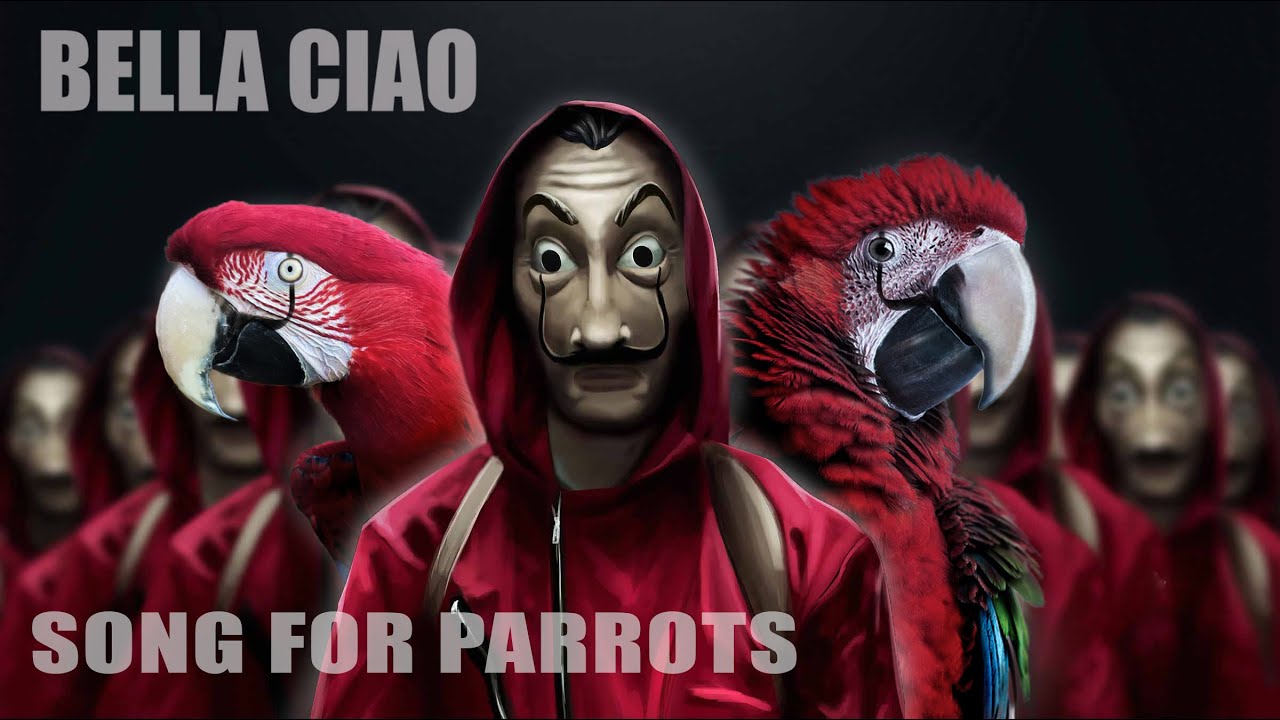 BELLA CIAO whistle training parrot teach learn /БЕЛА ЧАО песен за папагали / Bird Song