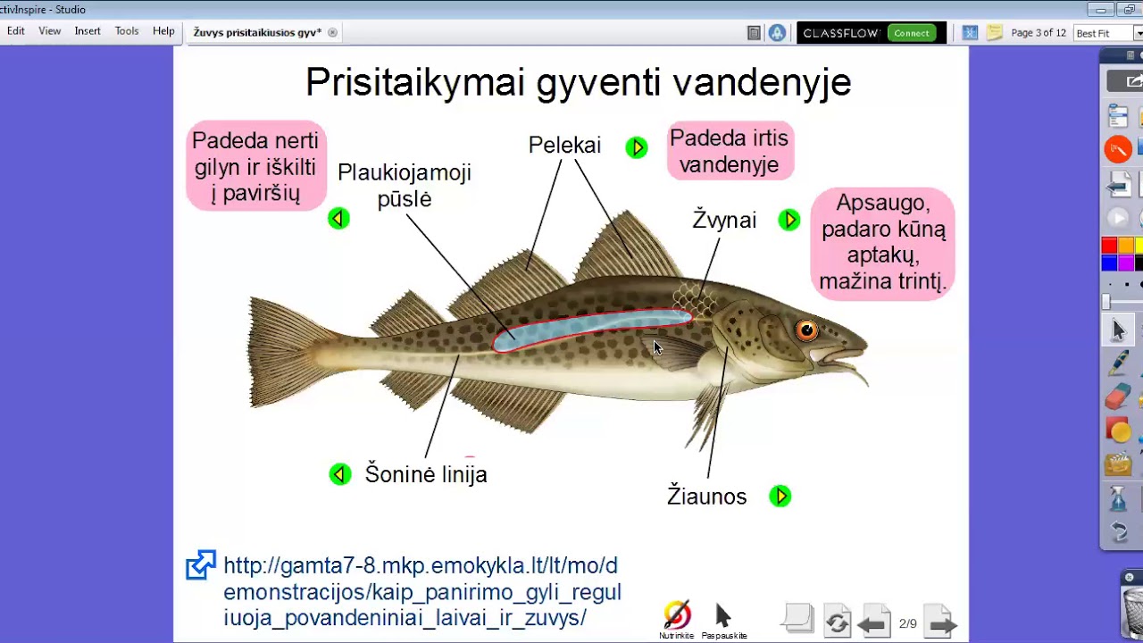 Biologija 7 klasei Tema: Žuvys