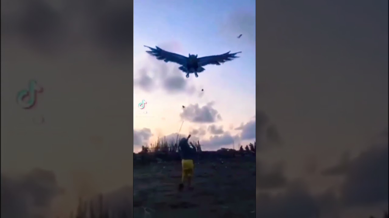 Eagle kite landing beautiful