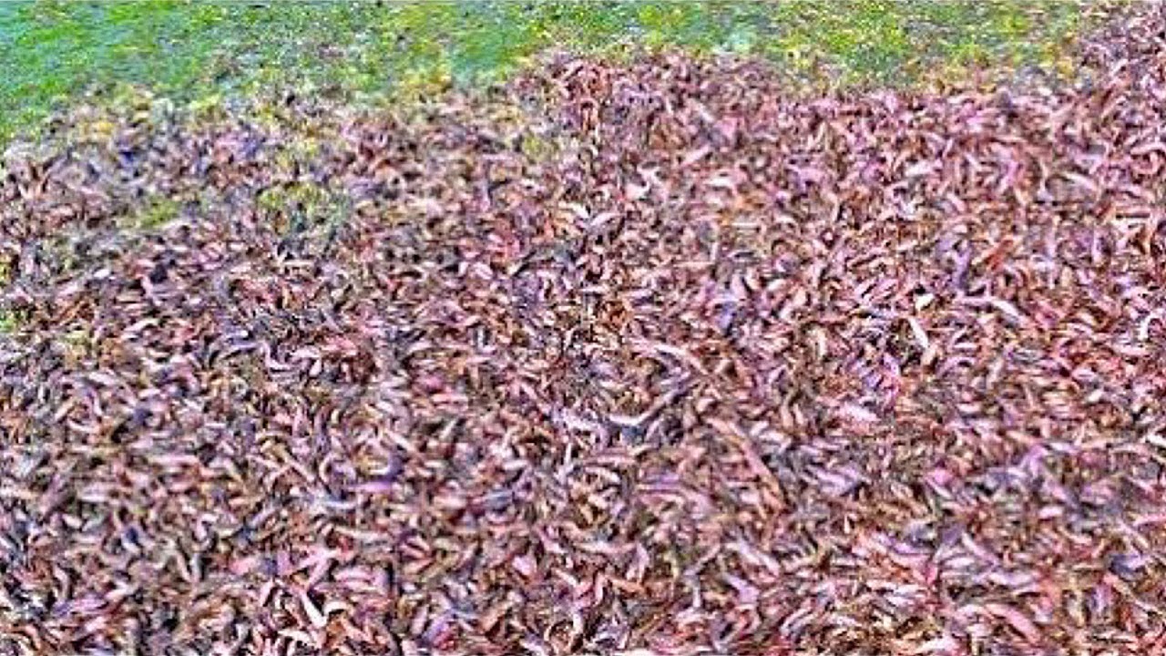 Hybrid Magur Fish Farming Business In India | Million Of Catfish Eating Floating Feed In pond part-2