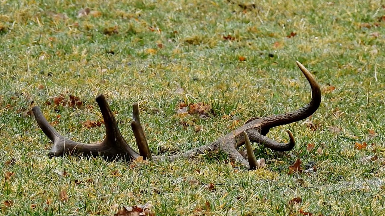 Zrzuty 2025r Jest kolejna zdobycz.🦌 prawie 16-stak. Też znajomy Bynio.🦌