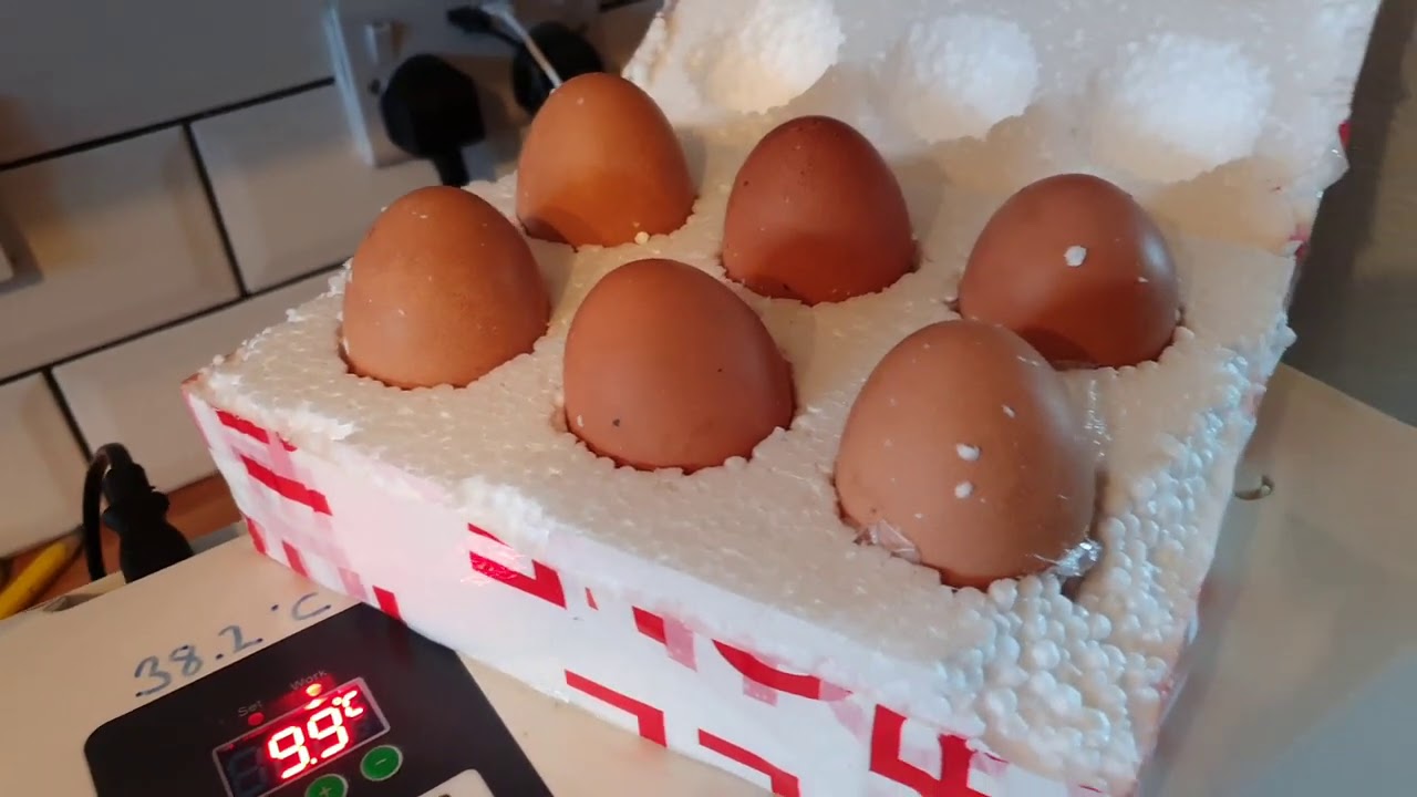 Increasing The Chook Family