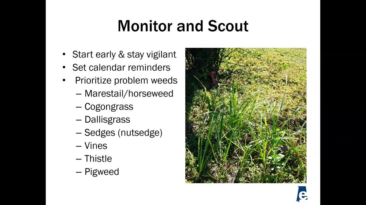 Citrus Weed Management