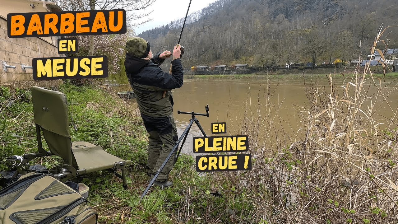 Du Barbeau sur la MEUSE française en crue ? Défi lancé !