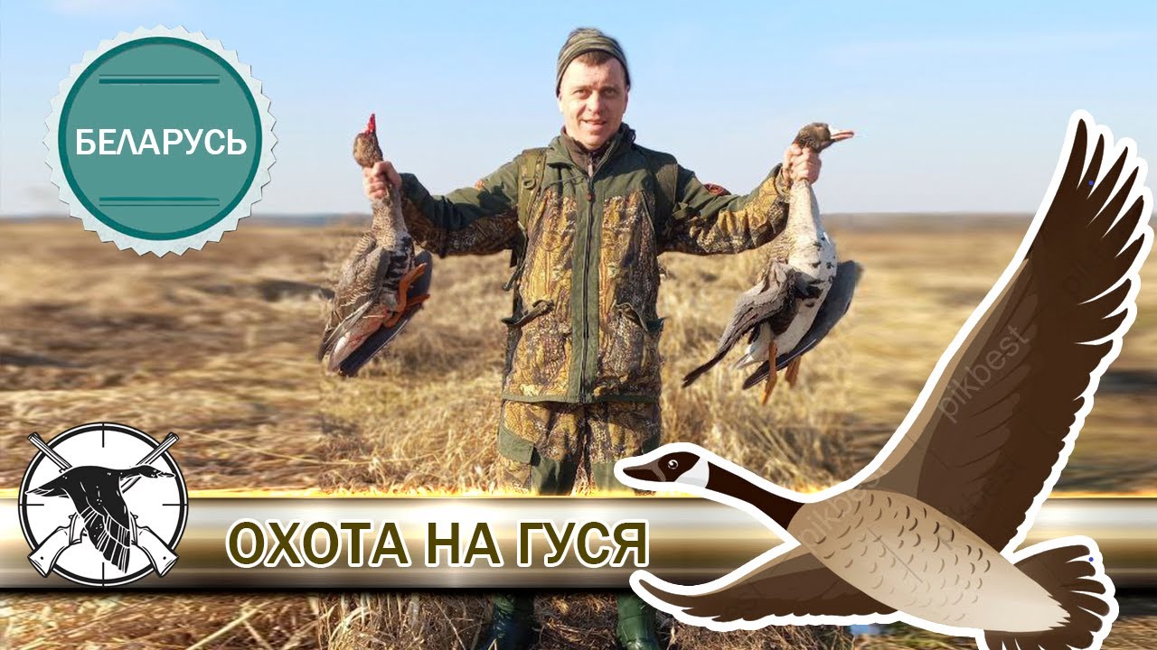 Охота на гуся. Беларусь