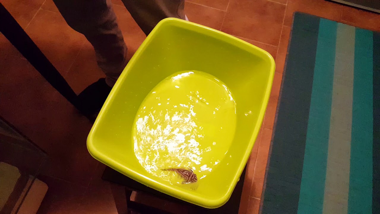 Unboxing adult hypancistrus zebra l 046