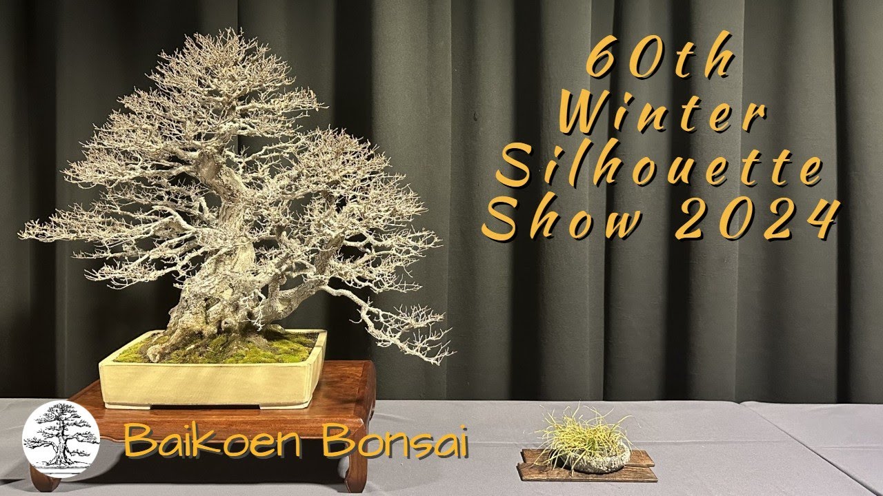 2024 60th Baikoen Bonsai Club Winter Silhouette Show - Exhibition Commentary - Baikoen Bonsai Club