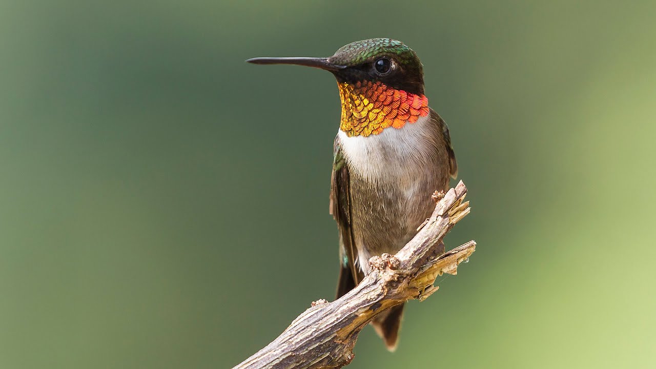 Ruby-Throated Hummingbirds