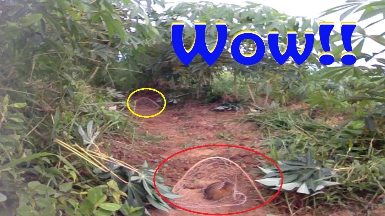 Find Quail in forest trap​​ - Easy Deep Hole Quail - How to Find Trap quail Pailin