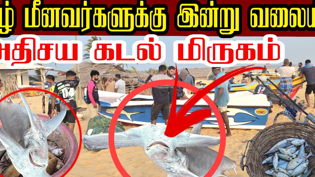 🛑 யாழில் இன்று மீனவர்களுக்கு💥 வலையில் சிக்கிய அதிசய கடல் மிருகம் ‼️