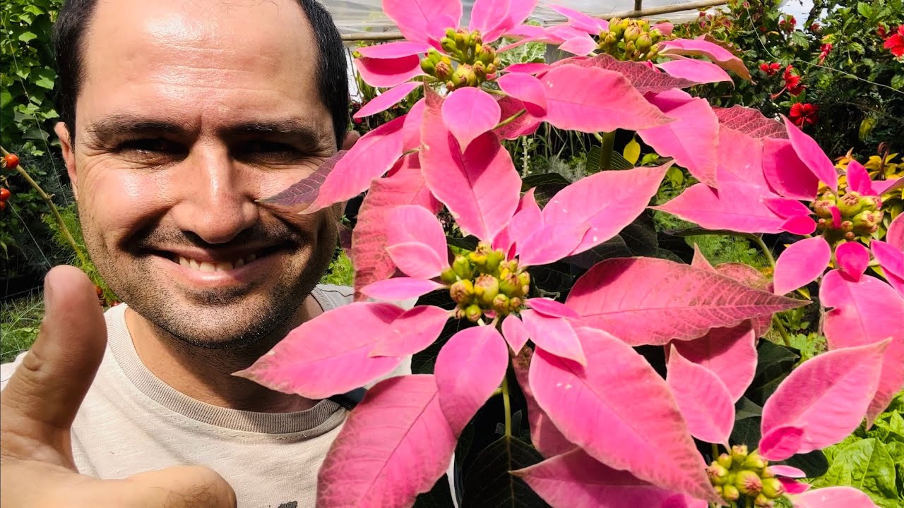 BICO DE PAPAGAIO ROSA - DESSA COR EU NUNCA TINHA VISTO - COMO REPLANTAR