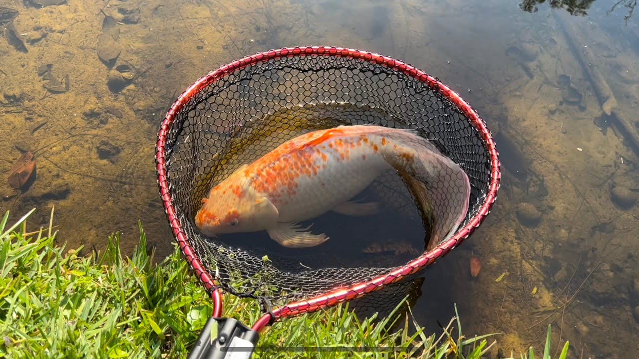 Catching Rare Expensive Golden Koi Fish with Catch Em All Fishing! Locals are Shocked!!