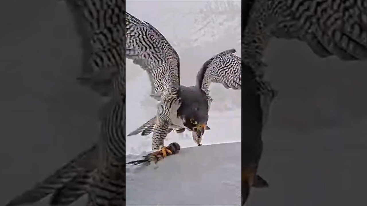 #birds #nest #wildlife #animals #birdofprey #nature #eagle #falcon