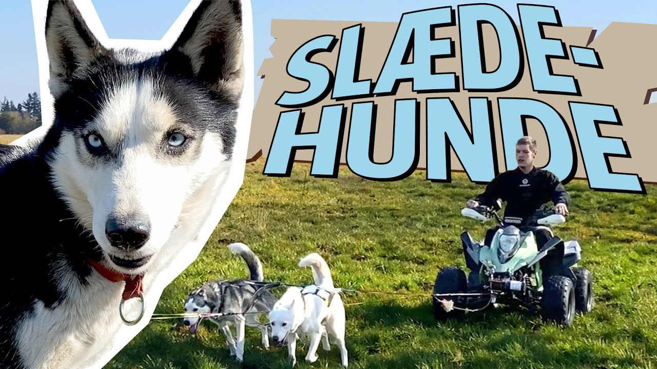Alexander kører race med slædehunde – Det er pisse fedt