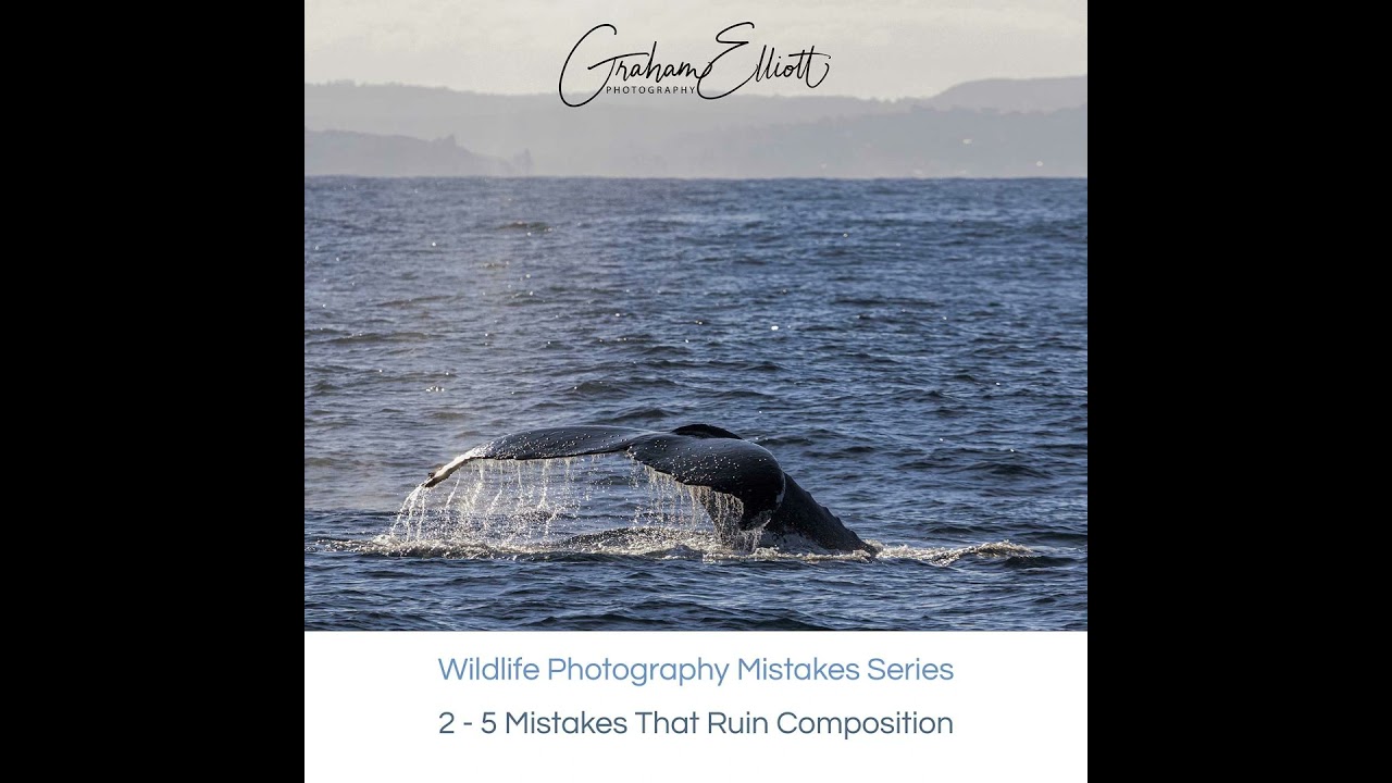 5 Wildlife Photography Mistakes That Ruin Your Composition