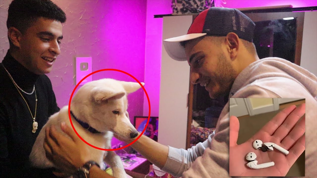 الكلب بتاعي بلع الairpods بتاعتي و انا نايم !!