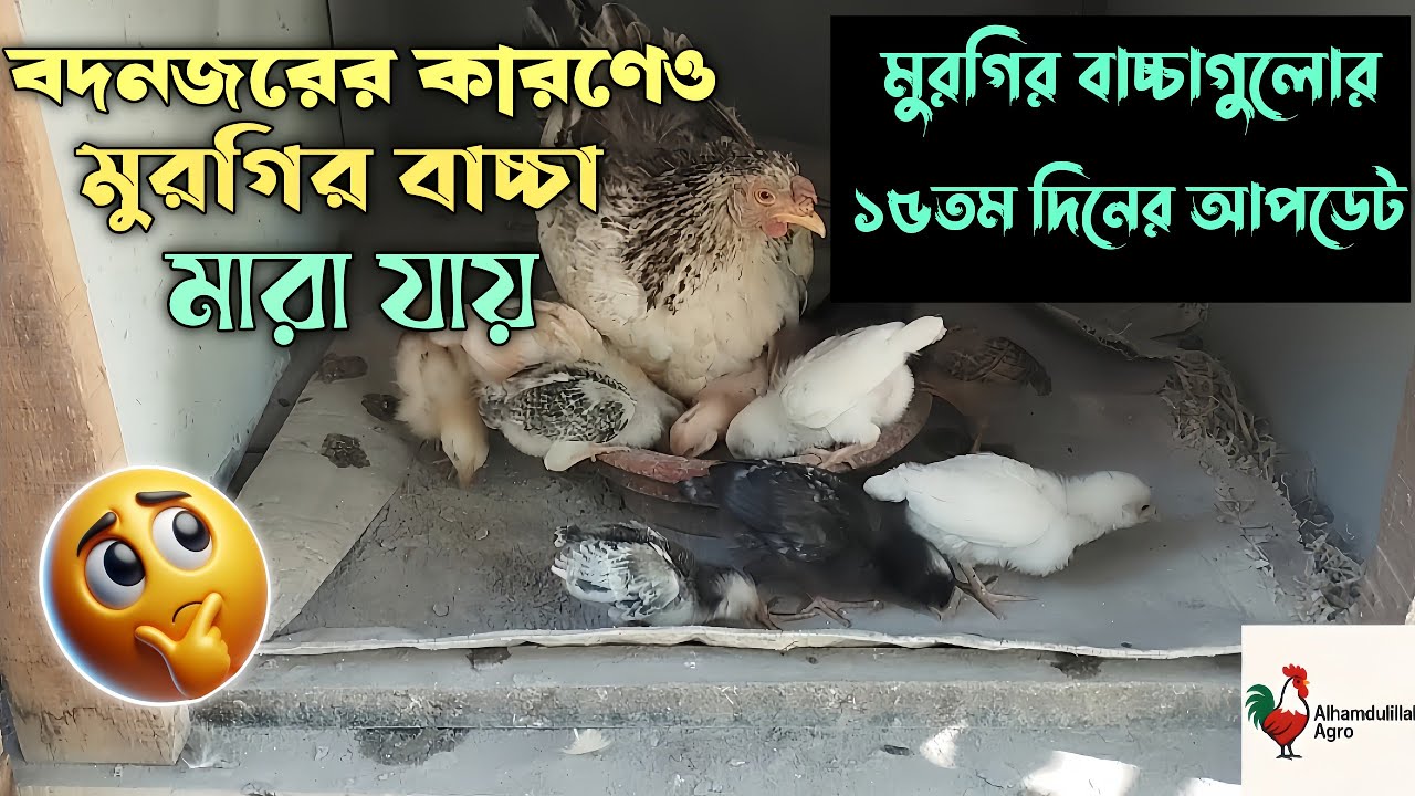 বদনজরের কারণেও মুরগির বাচ্চা মারা যায়|মুরগির বাচ্চাগুলোর ১৫তম দিনের আপডেট 🫶🏻🐣#মুরগির_বাচ্চা#chicken