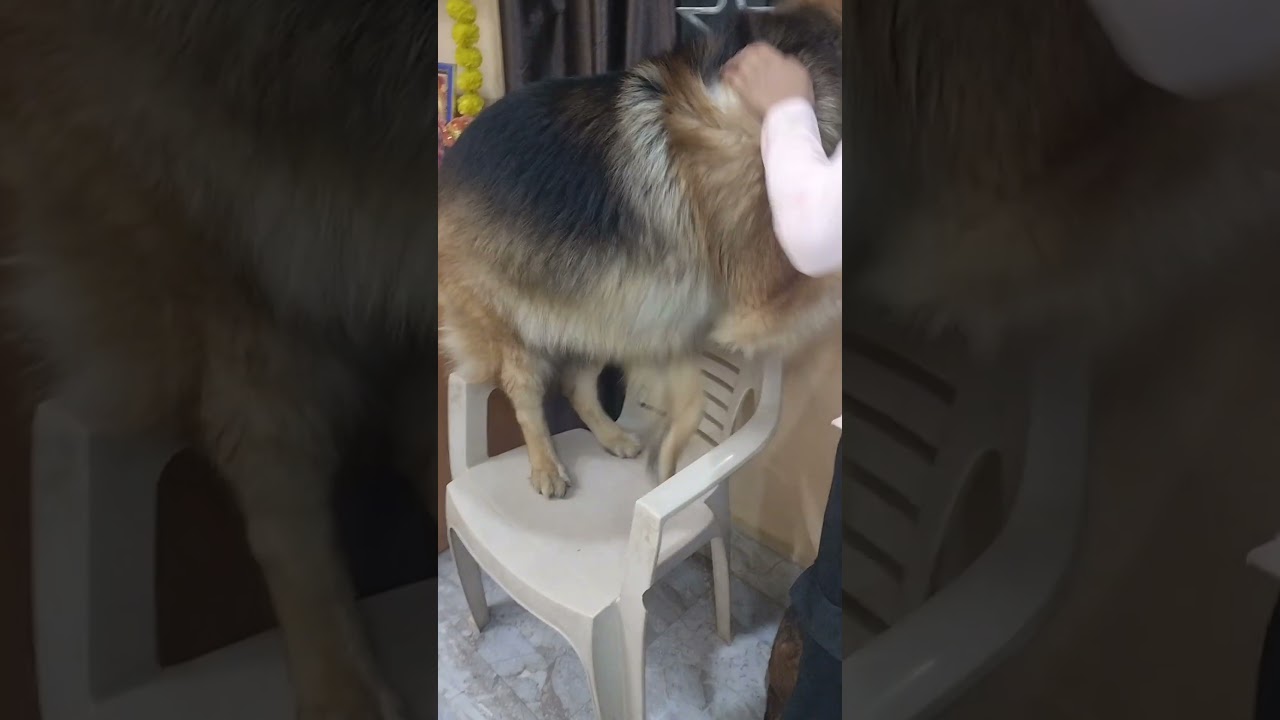Bahar Koi aaya hai #familyvloger #germanshepheard #trending#dog lover ❣️