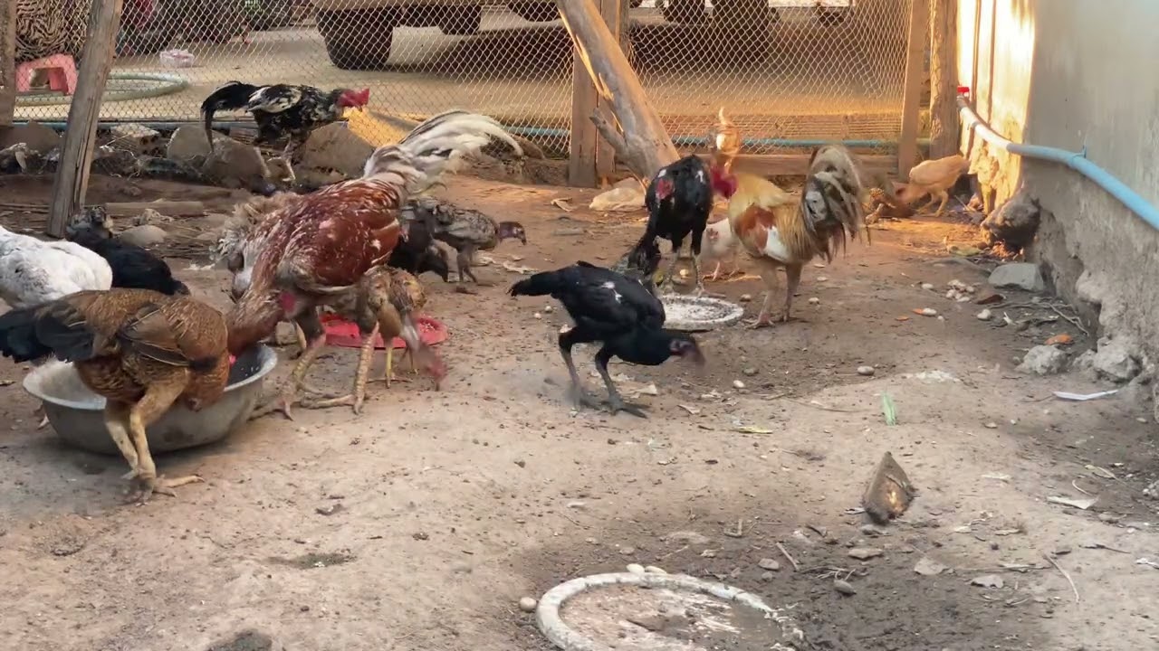 Chicken family enjoy life | Chicken eating meal #petanimalsincambodia