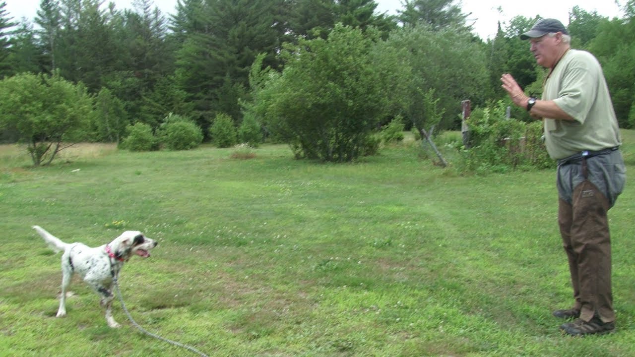 Dave Hughes Teaches Whoa & Steadiness